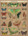 Vintage Puzzle - Entomology